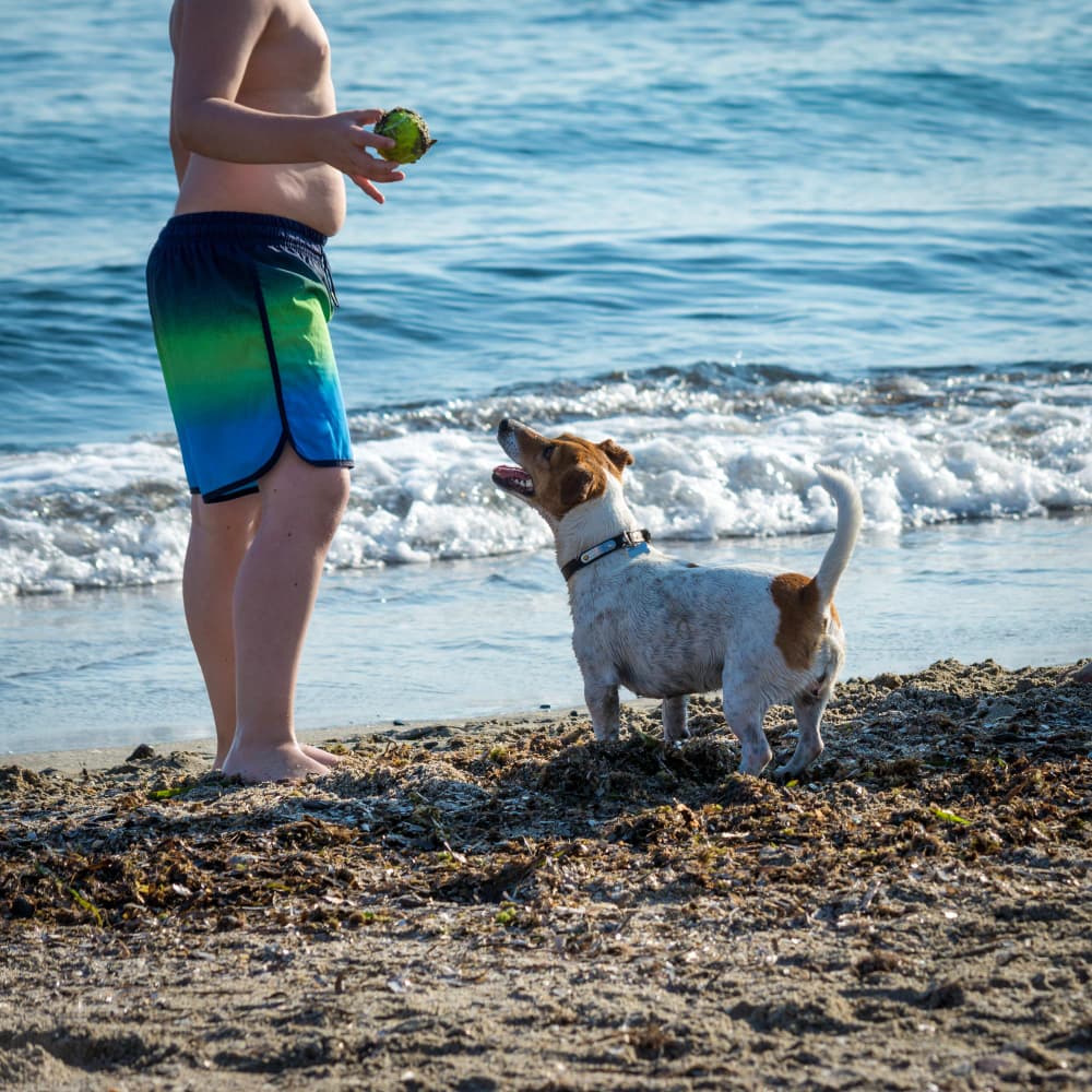 A dog wearing a collar on a Cyprus beach